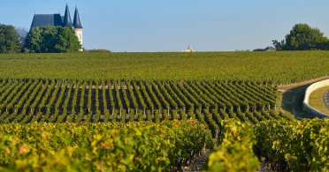 Bordeaux Vineyard