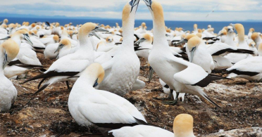 Cape Kidnappers Gannet Colony in Hawkes Bay, New Zealand